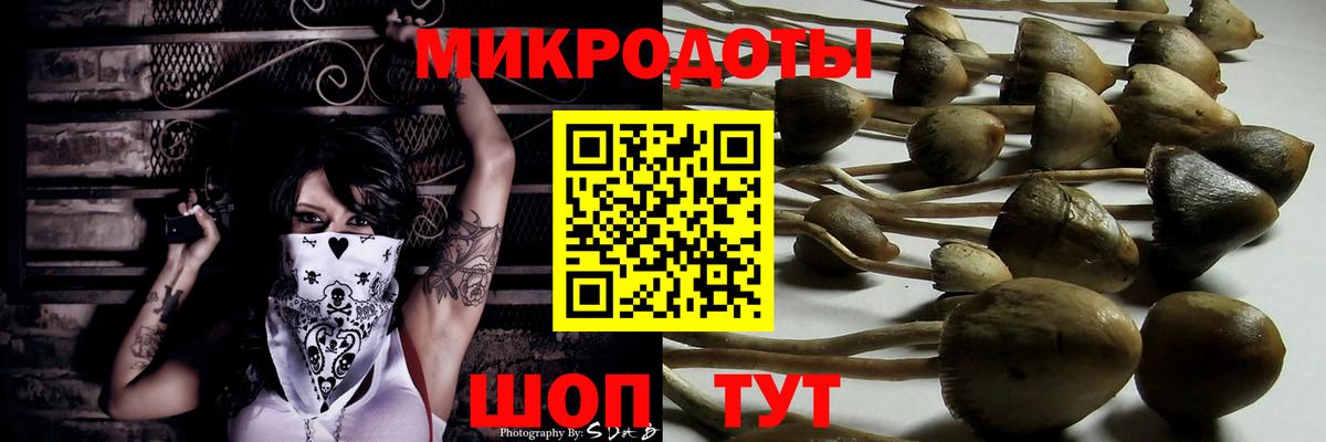 Галлюциногенные грибы Psilocybe Обнинск
